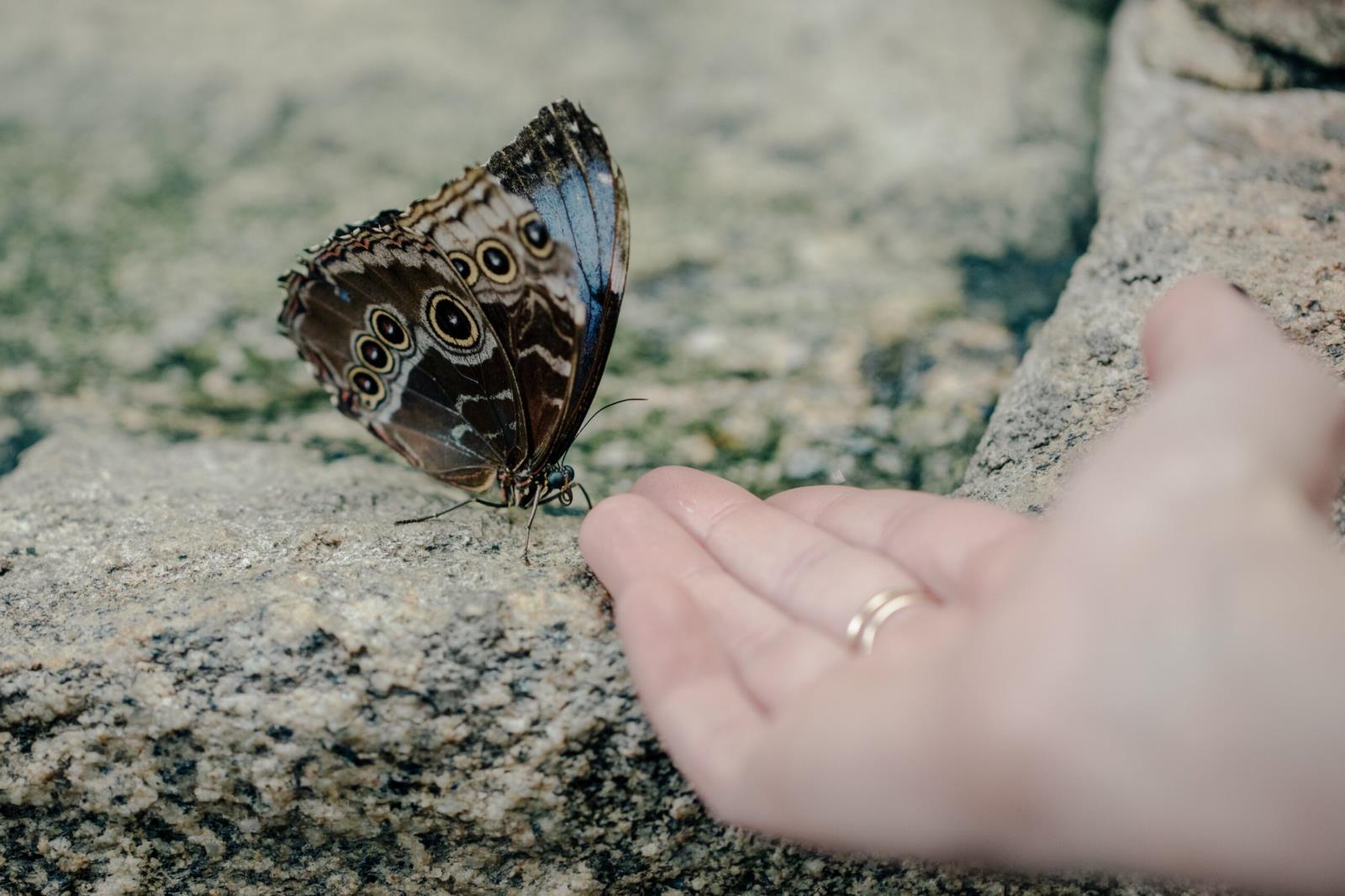 butterfly-with-blue-and-brown-wings-greeted-with-hand-scaled